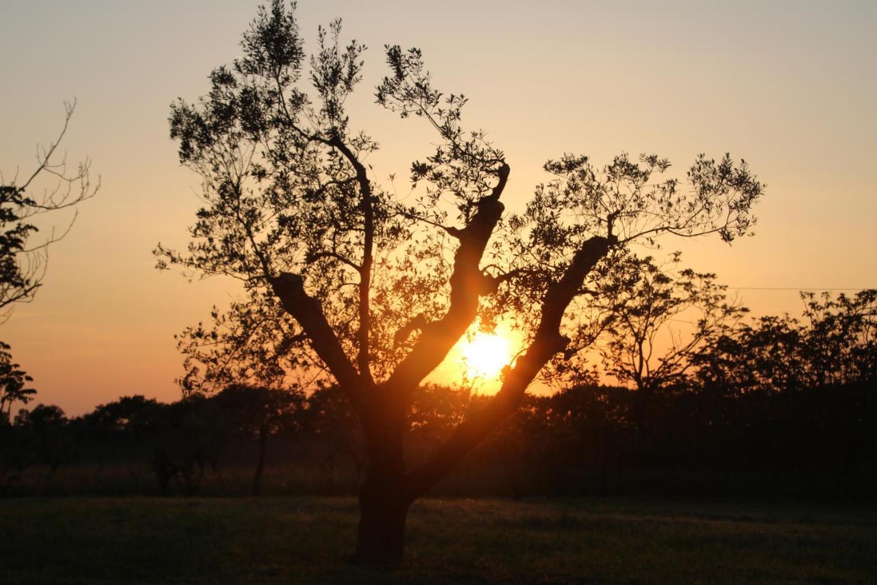Podere Campo Alle Serpi بيبونا المظهر الخارجي الصورة